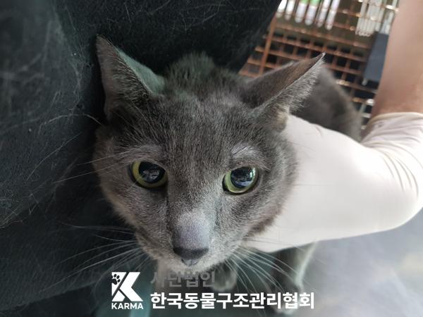 [고양이] 러시안 블루 서울-은평-2025-00105 유기동물 배경 이미지 입니다.